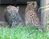 Persische Leopardenbabys im Zoo Hannover, 8 Wochen