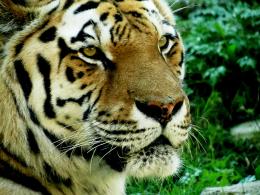 Tiger haben bernsteinfarbene Augen