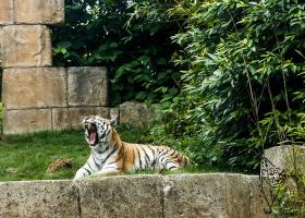 Sibirischer Tiger im Zoo Hannover