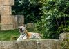 Sibirischer Tiger im Zoo Hannover