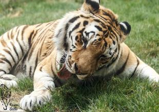 Tiger fressen Gras um ihre verschluckten Haare zu binden