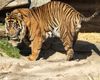 Sumatratiger im Tierpark Berlin