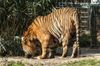 Sumatratiger im Zoo Krefeld