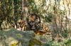 Sumatratiger im Zoo Krefeld