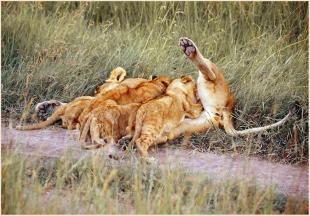 Eine Löwin säugt ihren Nachwuchs in der Savanne