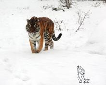 Sibirischer Tiger im Wildtierpark Lüneburger Heide