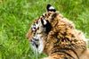 Sibirischer Tiger im Tierpark Lüneburger Heide