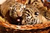 Tigerbabys im Filmtierpark Eschede