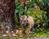 Tigerjungtier im Filmtierpark Eschede