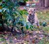 Bengaltigerbaby im Tierpark Eschede