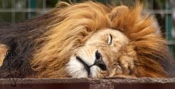 Löwen schlafen 20 Stunden am Tag