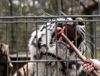 Tigerfütterung im Filmtierpark Eschede