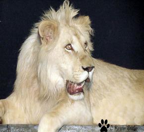 Weißer Löwe im Filmtierpark Eschede