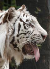 Weißer Tiger Elvis, Filmtierpark Eschede