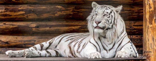 Bengal-Tiger Elvis im Filmtierpark Eschede