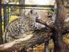 Schneeleoparden im Zoo Magdeburg