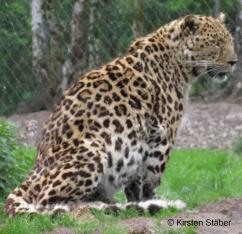 Amur-Leoparden sind stark vom Aussterben bedroht