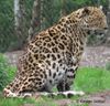 Amur-Leoparden sind stark vom Aussterben bedroht