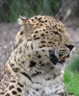 Amur-Leoparden leben im russisch-chinesischen Gren