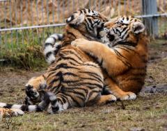Tigernachwuchs im Tierpark Eschede 5 Monate jung
