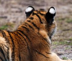 Tigernachwuchs im Filmtierpark Eschede