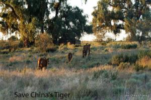 Südchinesische Tiger im Reservat in Südafrika