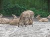 Dybrowski Hirsche die Lieblingsspeise der Amur-Leo