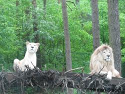 Weiße Löwen Serengetipark Hodenhagen