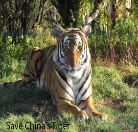 Save China's Tiger