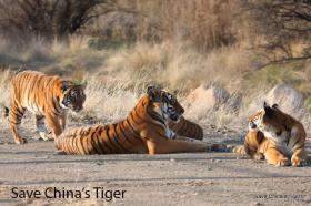 Südchinesische Tiger im Reservat Save Chinas Tiger
