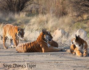Südchinesische Tiger im Save Cinas Tiger Reservat