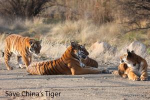 Südchinesische Tiger