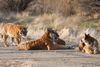 Südchinesische Tiger im Reservat Save Chinas Tiger