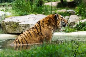 Sibirischer Tiger Zoo Amneville