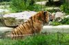 Sibirischer Tiger Zoo Amneville