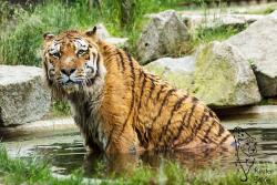 Tiger sind ausgezeichnete Schwimmer und lieben das Wasser