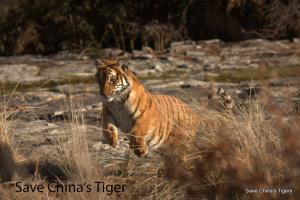 Südchinesischer Tiger Save China's Tiger