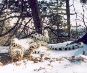 Amur-Leopard aufgenommen von einer Kamerafalle 