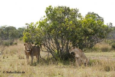 Löwenfamilie in der Savanne