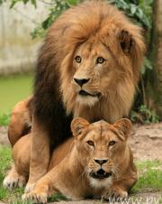 Löwenpaar bei der Paarung